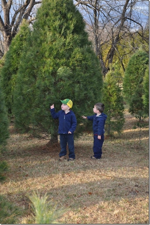 Both boys at big tree
