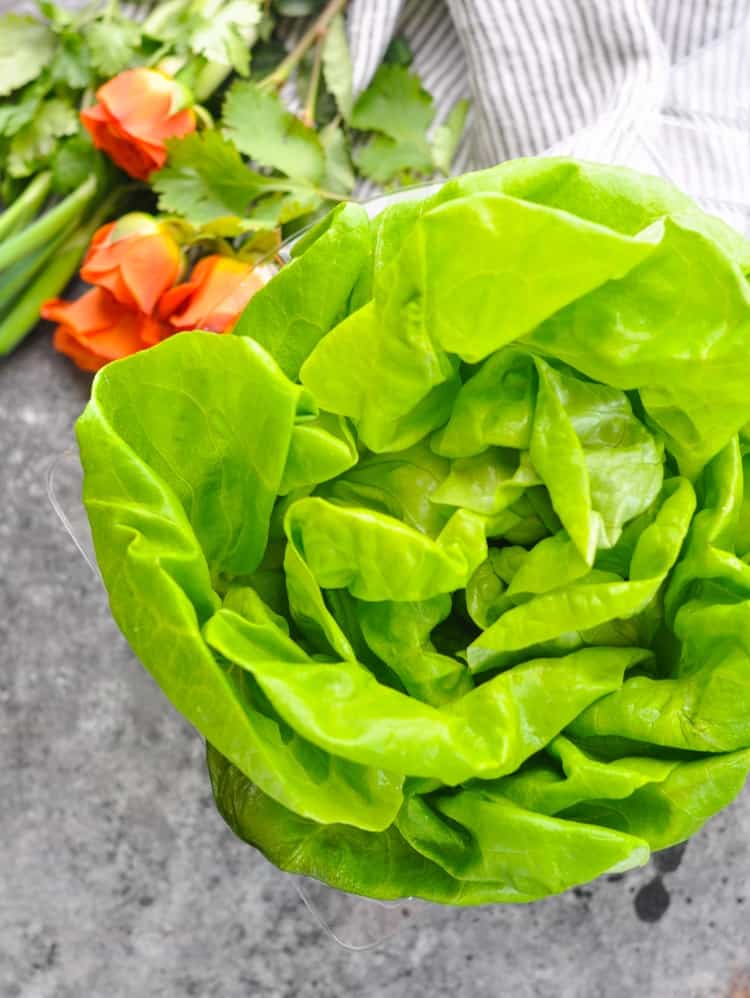 An overhead shot of a head of butter lettuce on a blue background