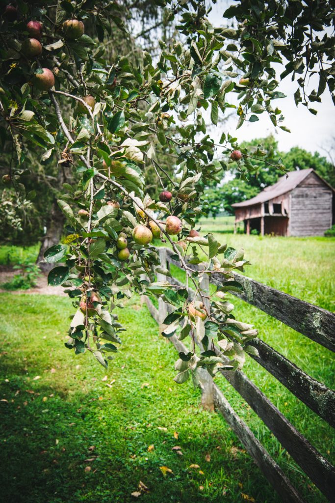 Apple tree on a farm